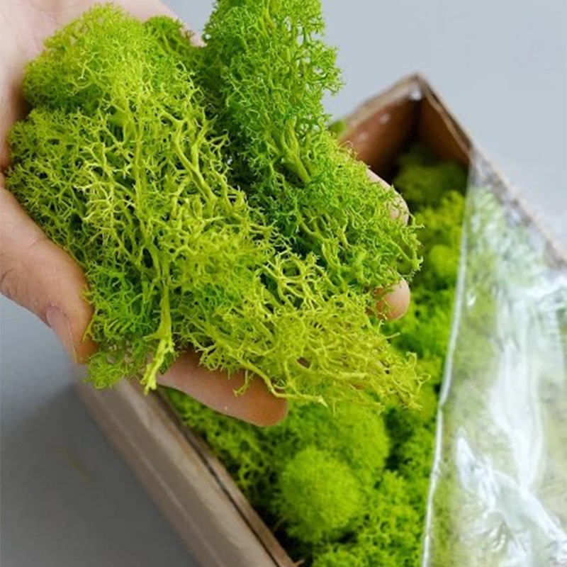 Plantes artificielles en mouss - Terrarium Moss Art avis et prix